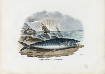 Maquereau Atlantique, 1863-79